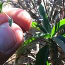 Image of Euphorbia oxystegia Boiss.