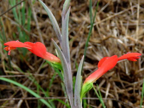 Plancia ëd Gladiolus cunonius (L.) Gaertn.