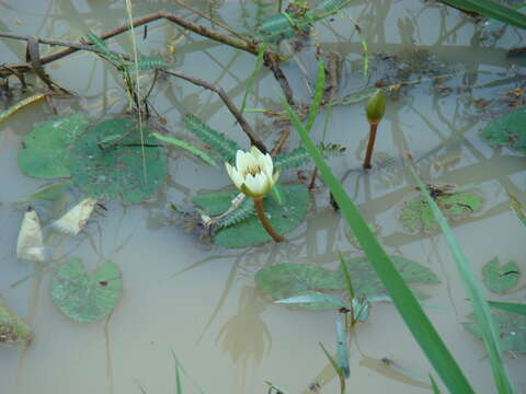 Image of Blue-Lotus