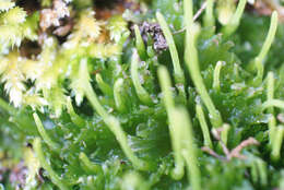 Image of Paraphymatoceros pearsonii (M. Howe) J. C. Villarreal & Cargill