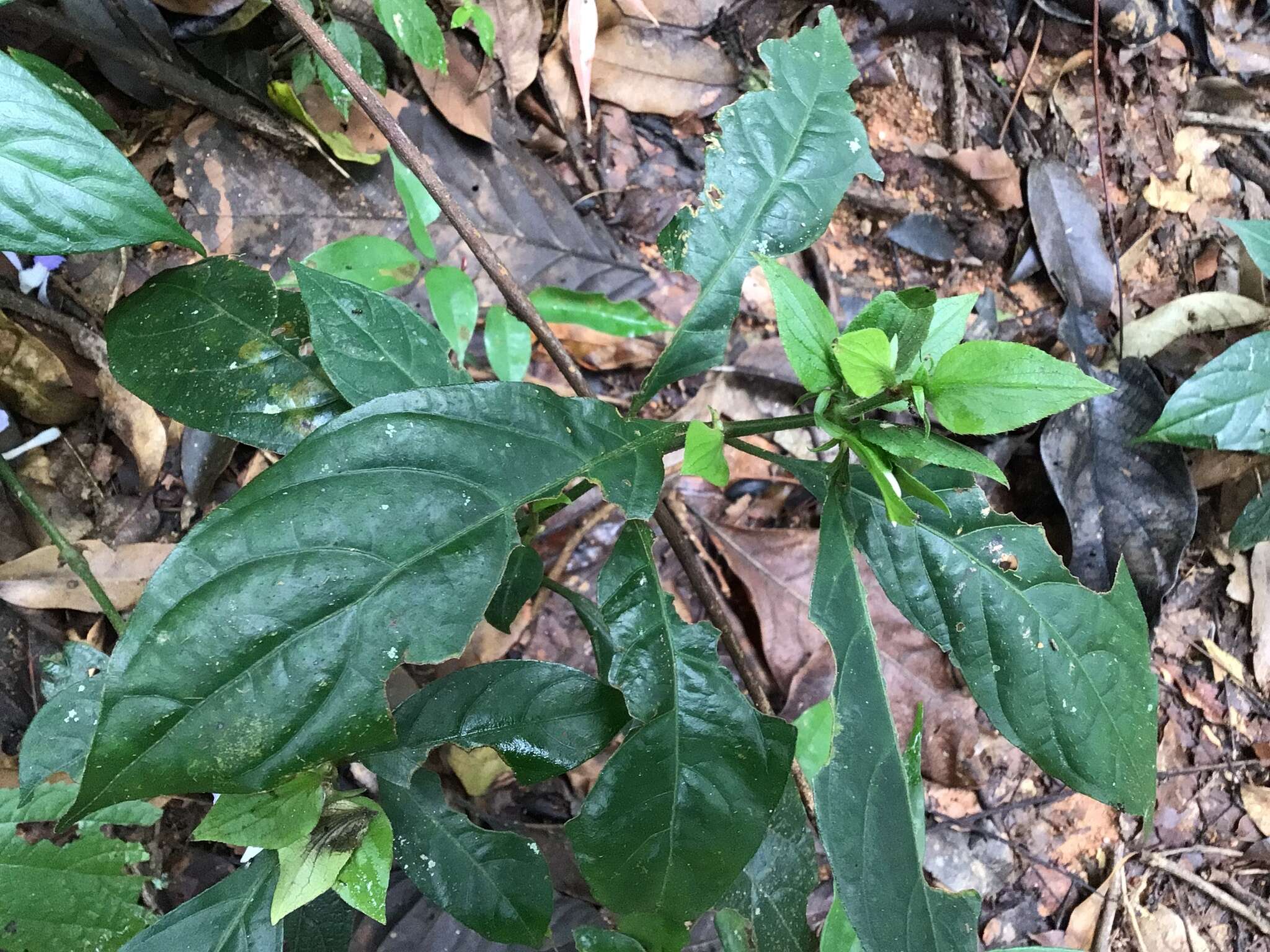 Imagem de Barleria strigosa Willd.