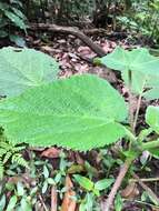 Image of Dendrocnide excelsa (Wedd.) Chew