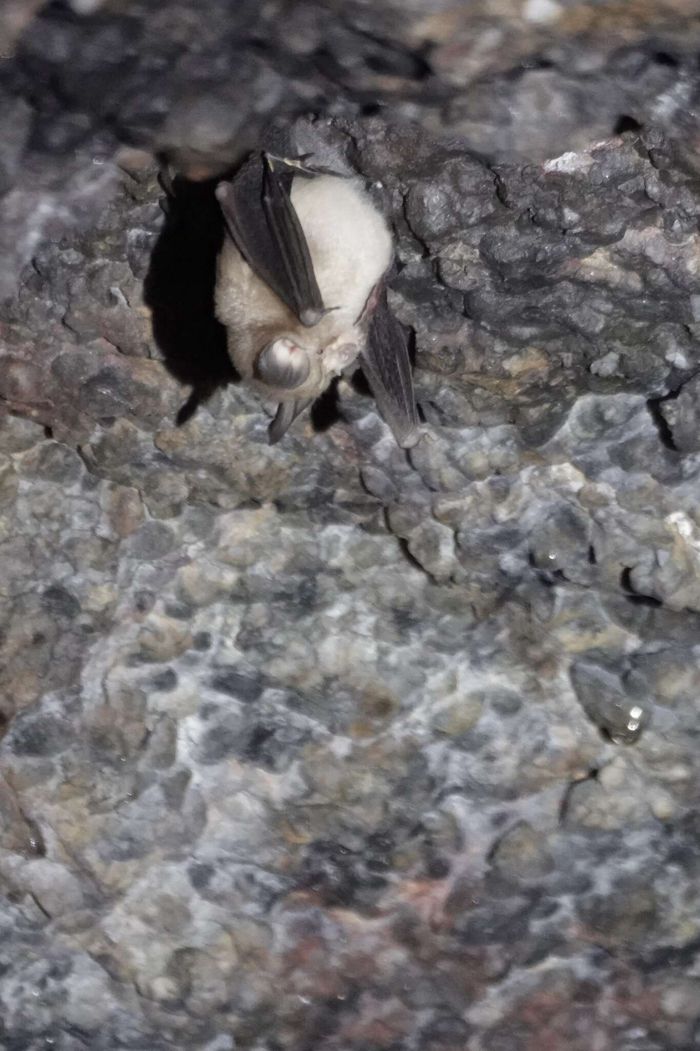 Image of Least Horseshoe Bat