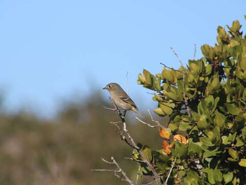 Image of Vireo huttoni unitti Rea 1991