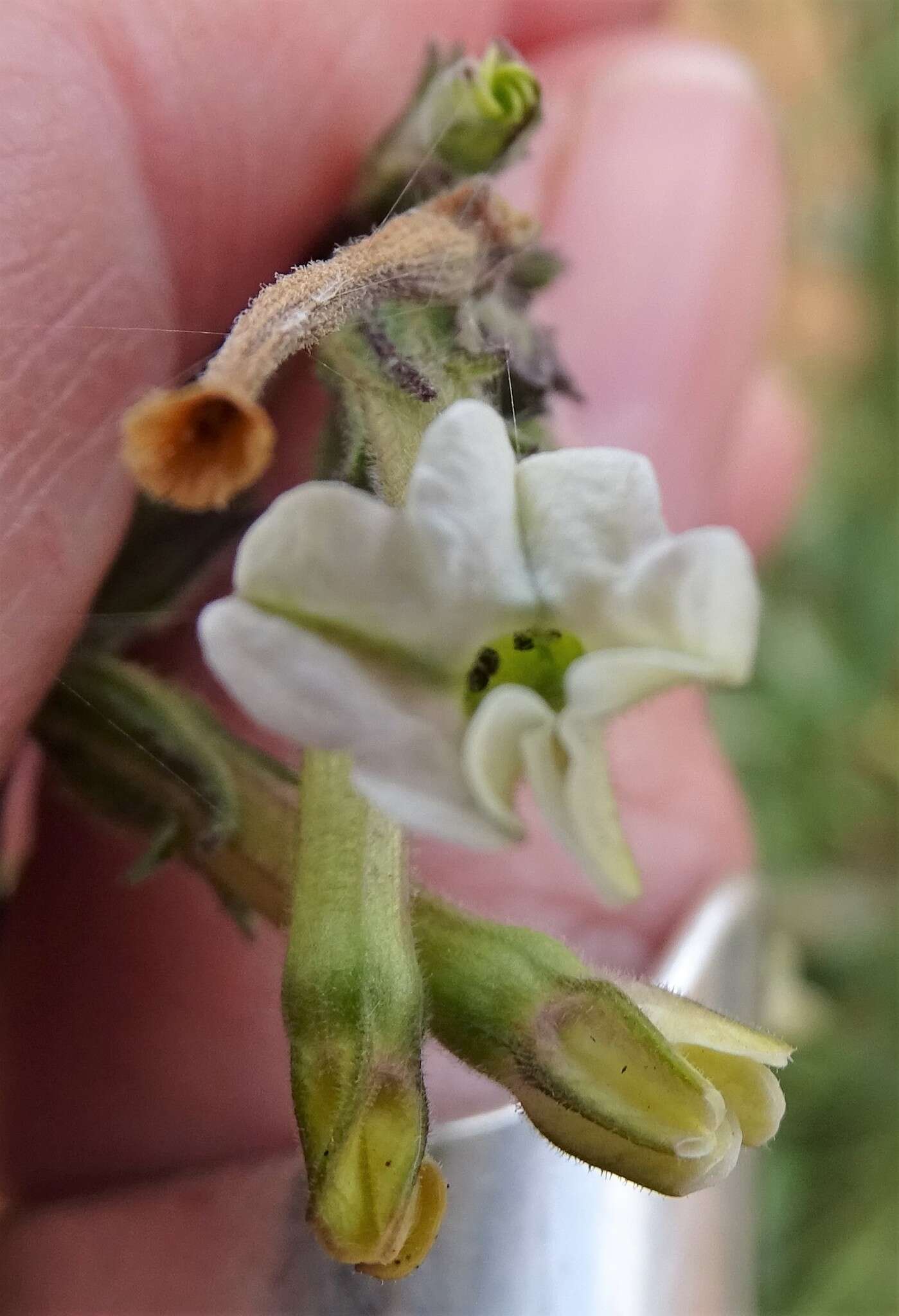 Nicotiana goodspeedii Wheeler的圖片