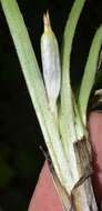 Image of Glossy-Seed Yellow Star-Grass