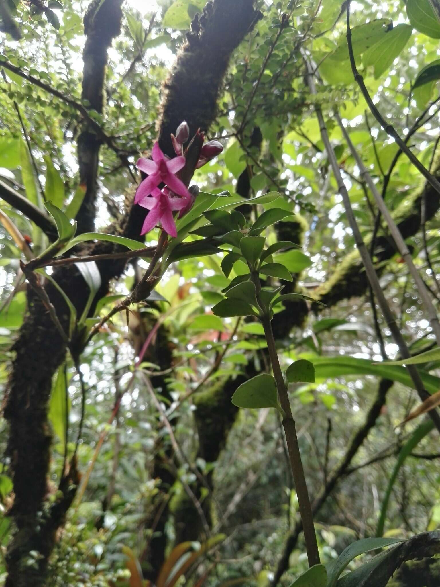 Image of Maxillaria paleata (Rchb. fil.) Ames & Correll