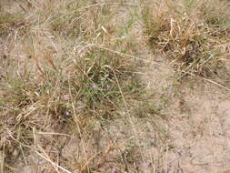 Image of shrubby milkwort