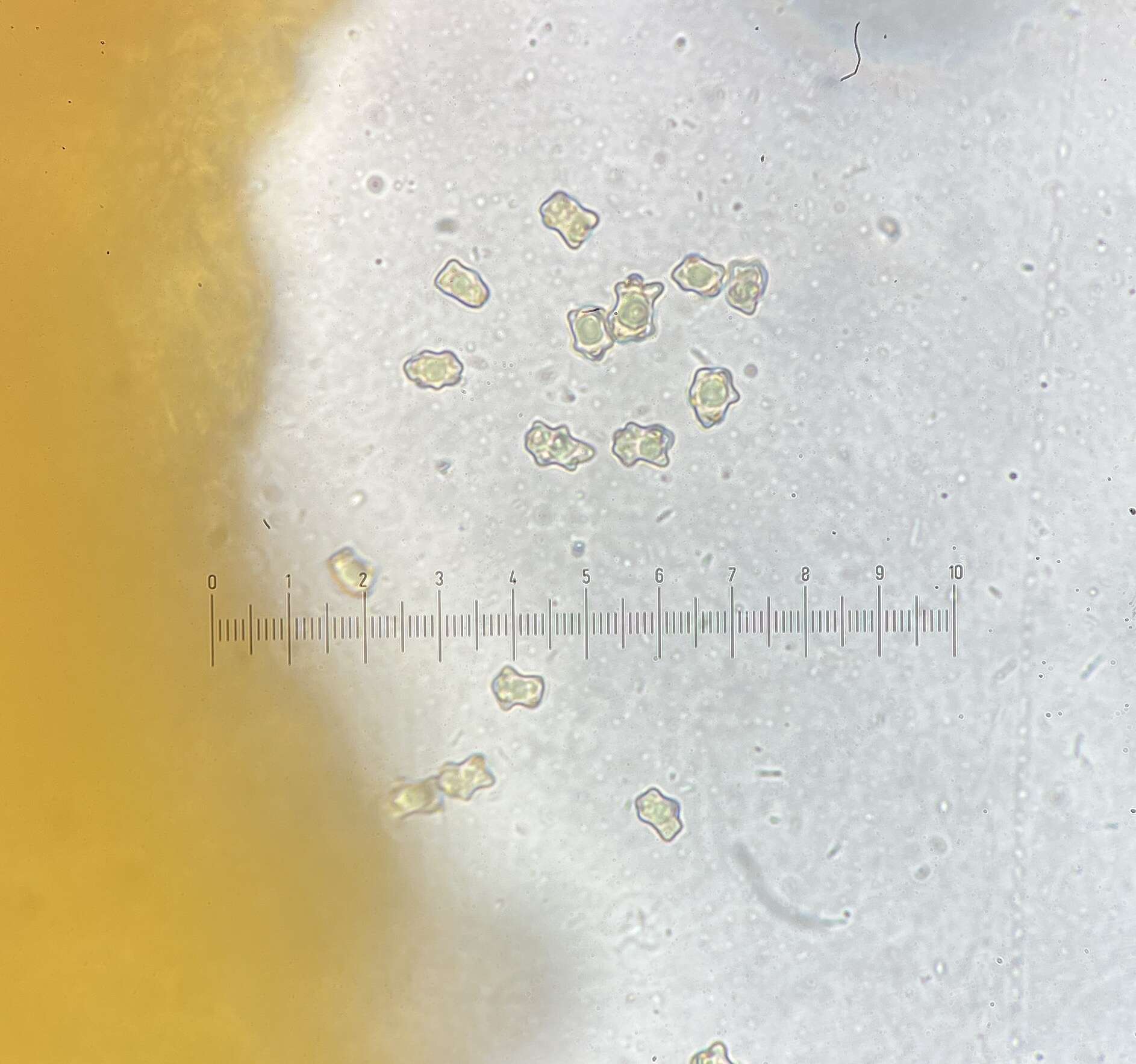 Plancia ëd Inocybe acriolens Grund & D. E. Stuntz 1975