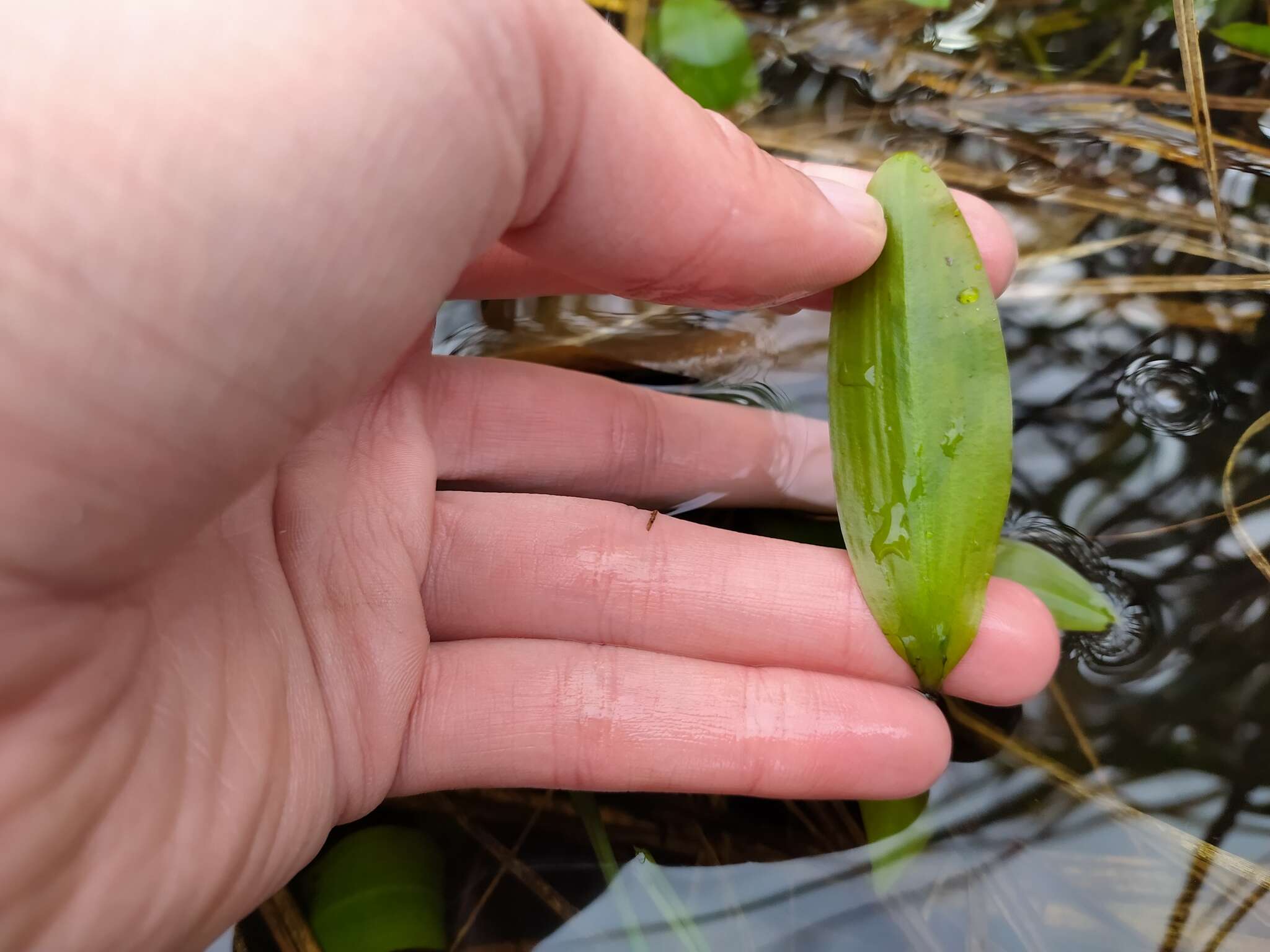 Image of Bog Pondweed