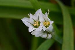 Image of Threecorner leek