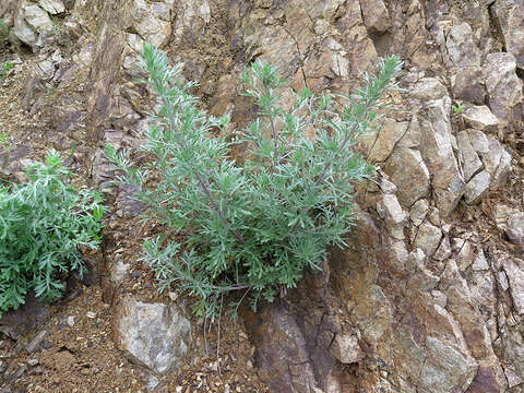 Image of Artemisia pannosa Krasch.