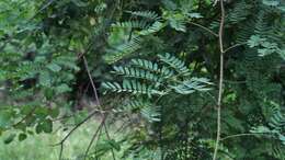 Image of Adenopodia spicata (E. Mey.) C. Presl