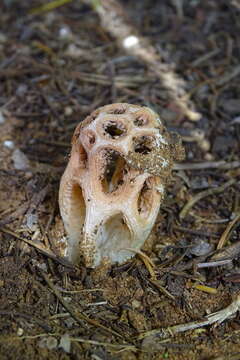 Imagem de Clathrus transvaalensis Eicker & D. A. Reid 1990