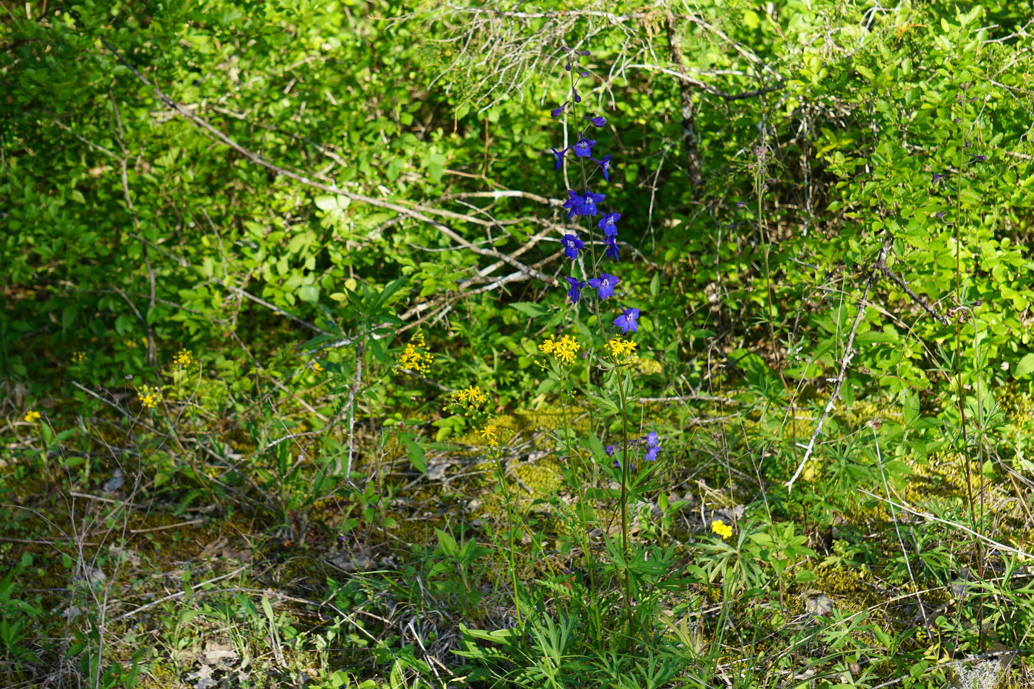 Plancia ëd Delphinium alabamicum R. Kral