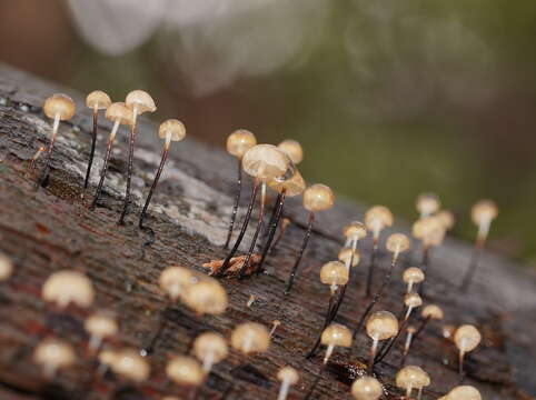 Image of Marasmius alveolaris Cleland 1927