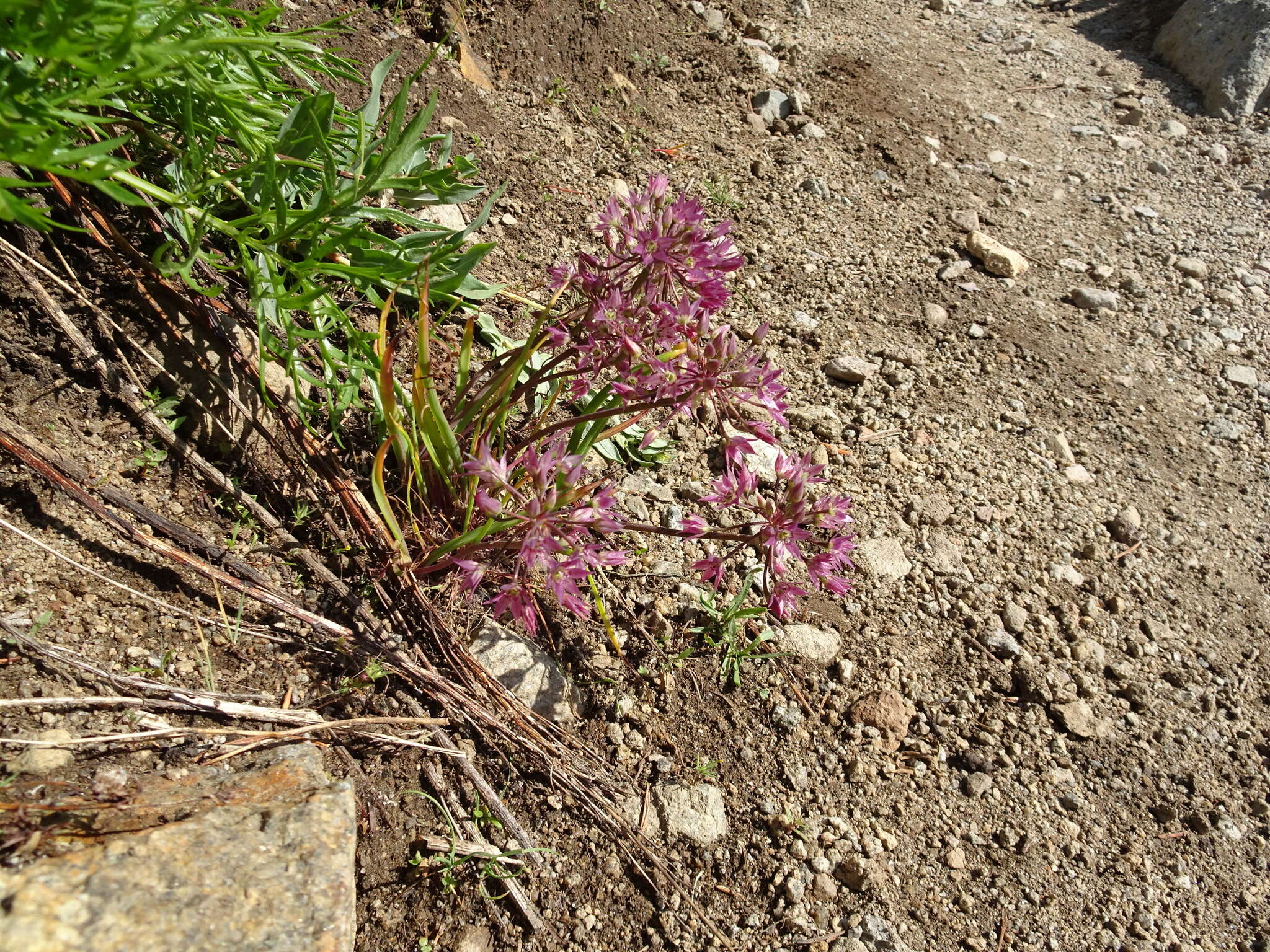 Image of dusky onion