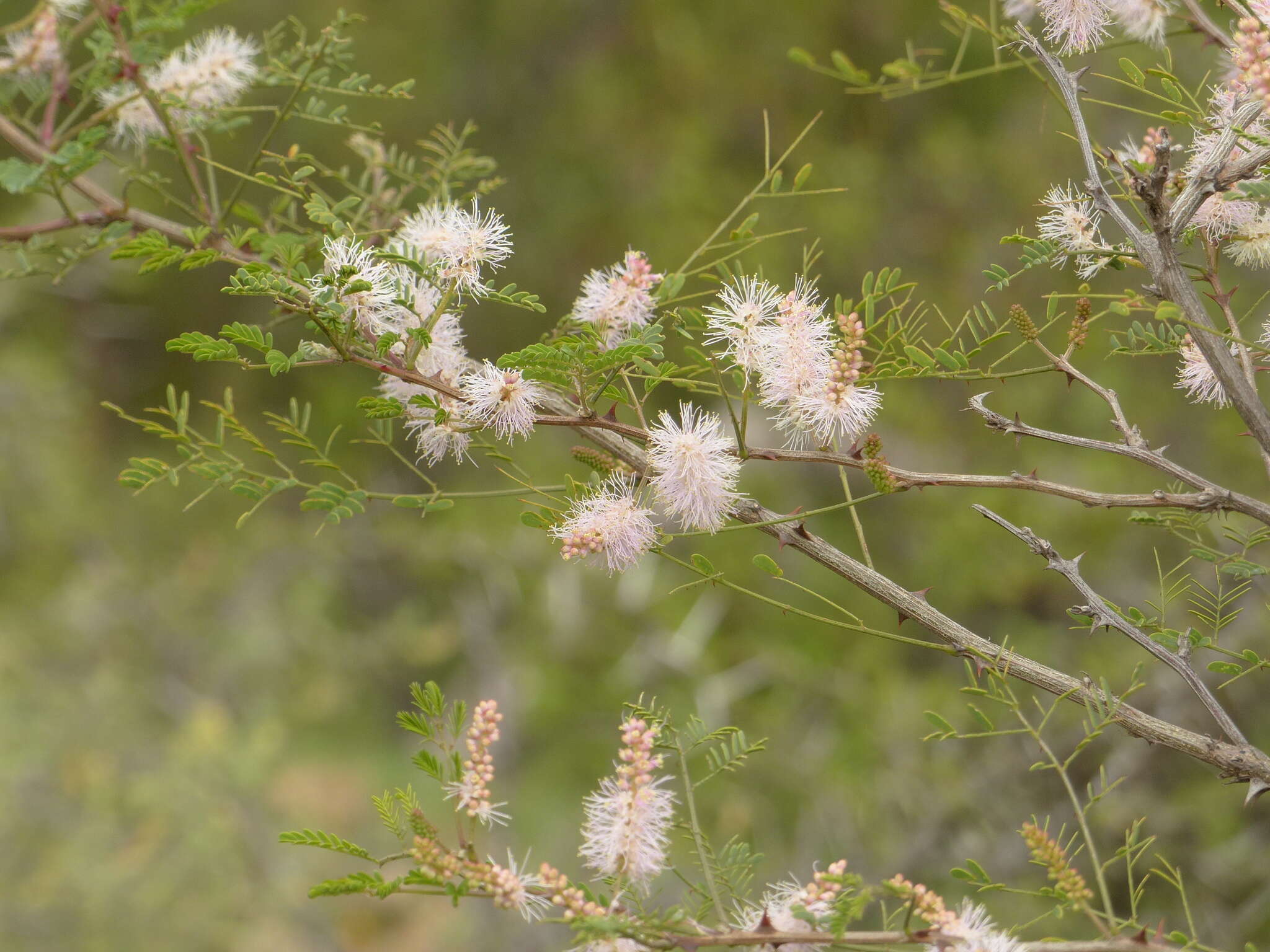 Mimosa polyantha Benth.的圖片