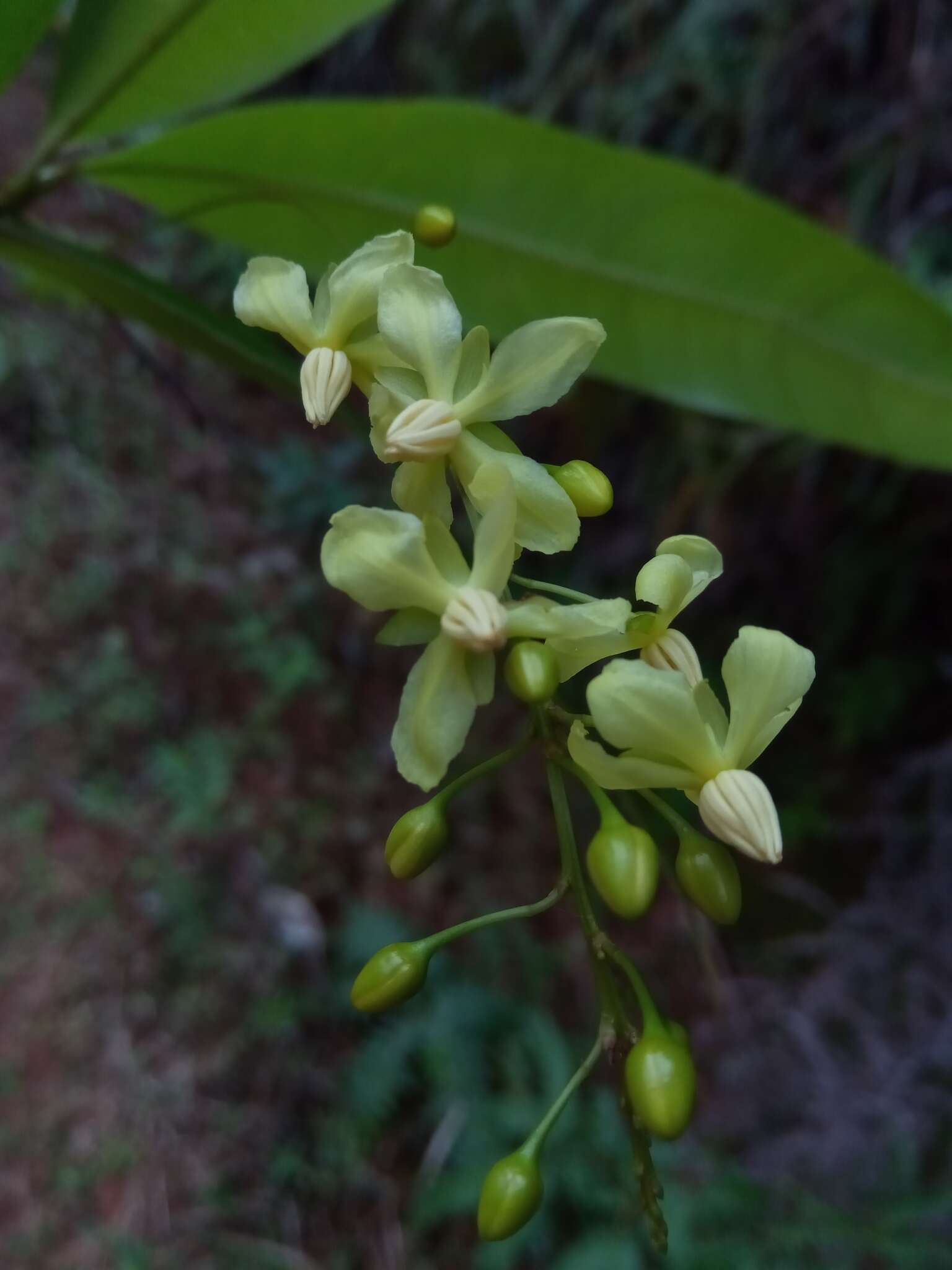 Image de Campylospermum anceps (Baker) H. Perrier