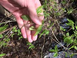 Image de Lonicera canadensis Bartr. ex Marsh.