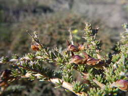 Image of Aspalathus wurmbeana E. Mey.