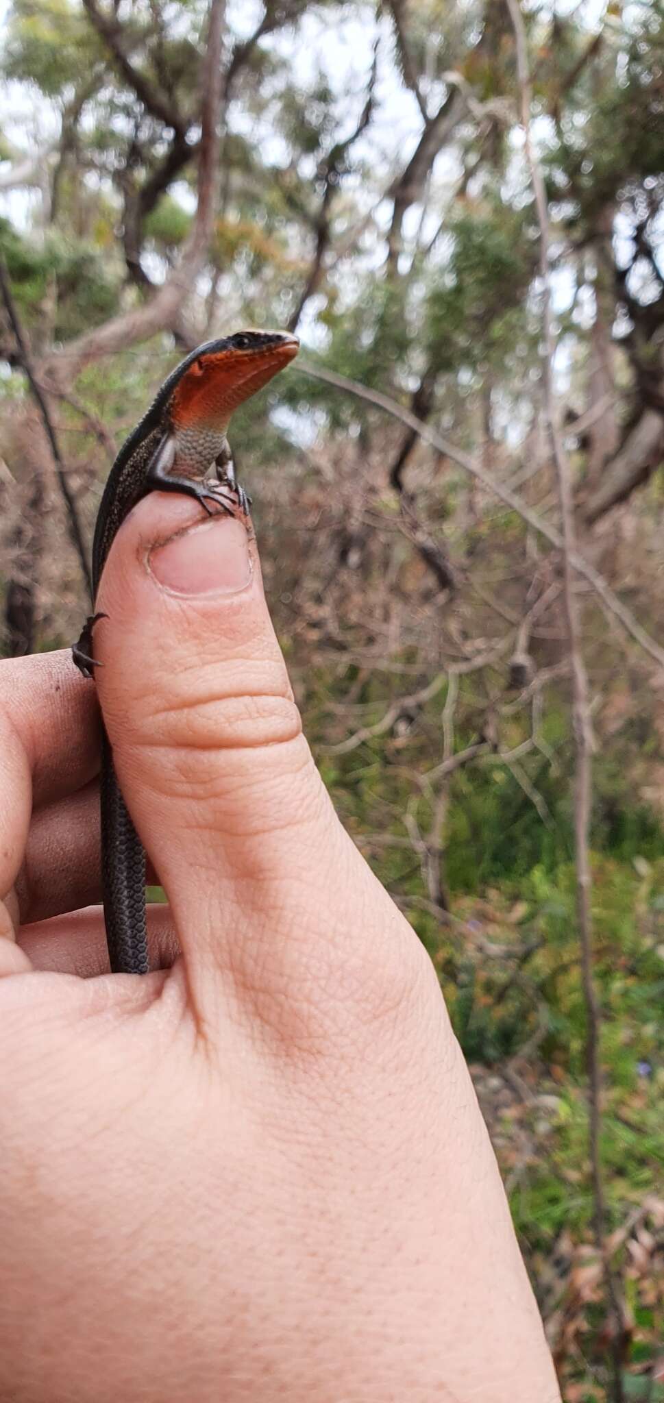 Image of Red-throated Cool-skink