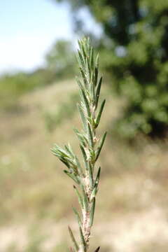 Imagem de Polycnemum majus A. Braun