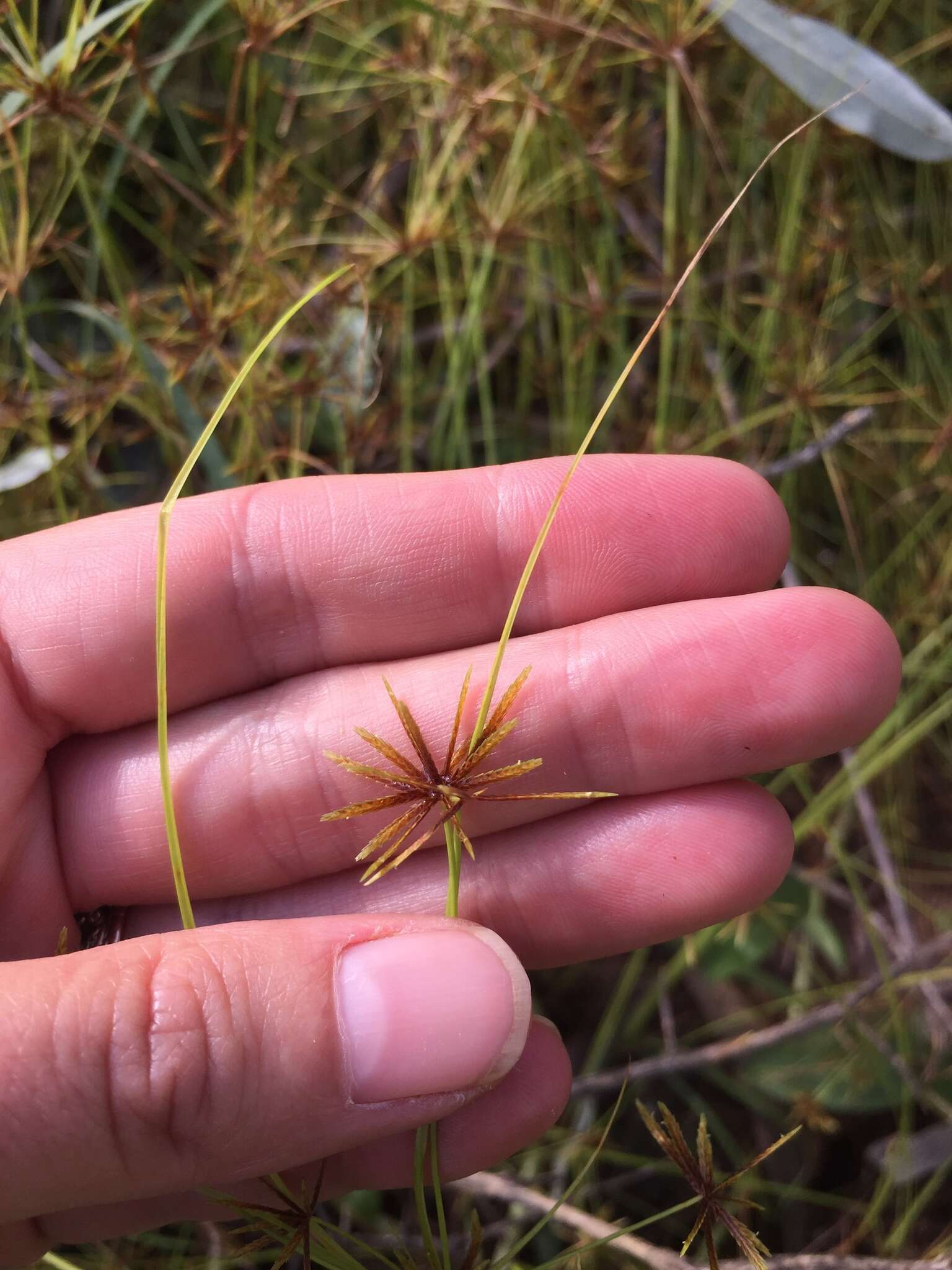 Image of Foothill Flat Sedge