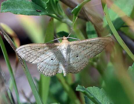 Image of Scopula oppilata Walker 1861