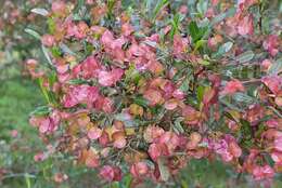 Image of wedge-leaf hopbush