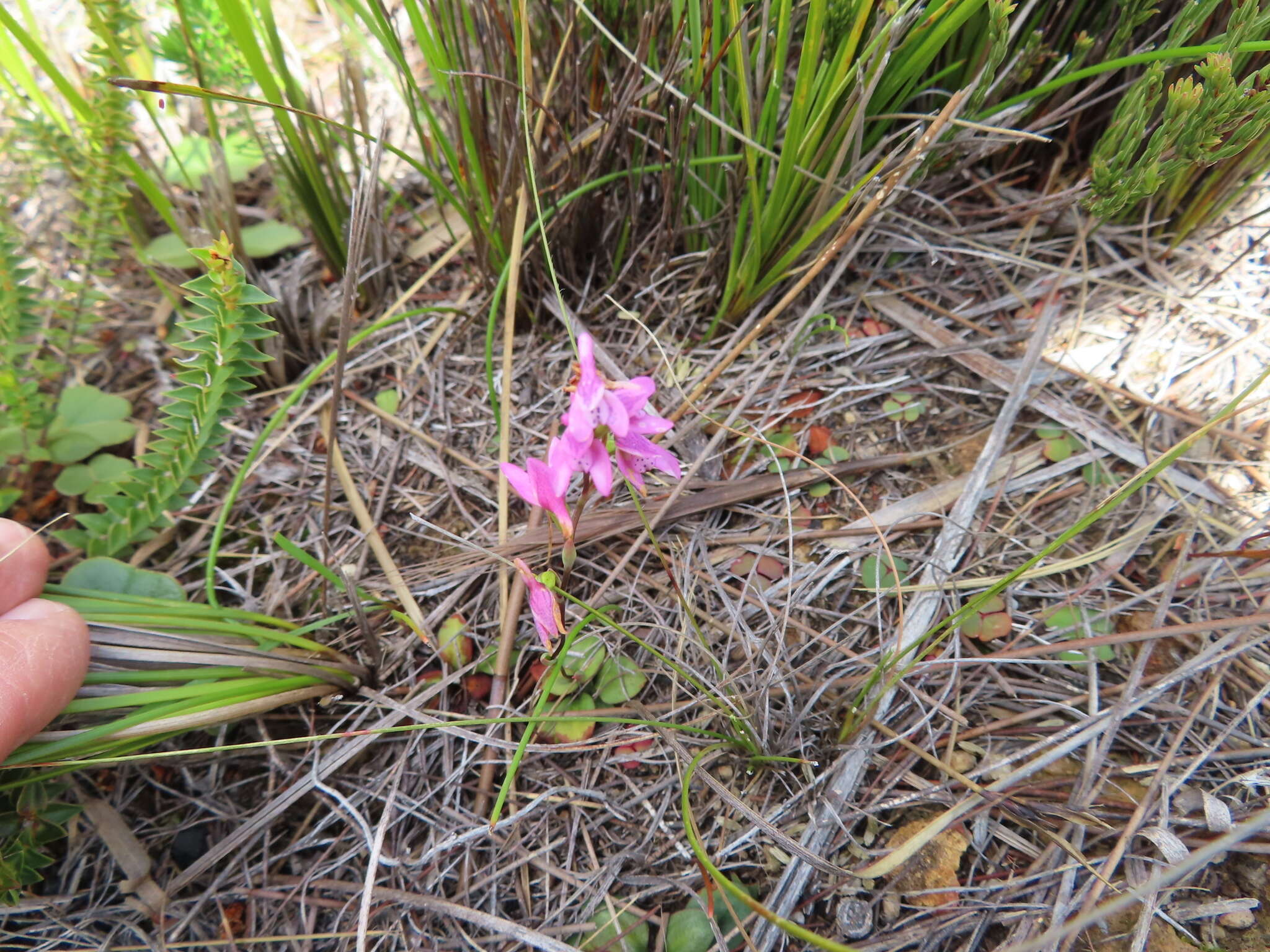 Image of Disa obliqua subsp. clavigera (Lindl.) Bytebier