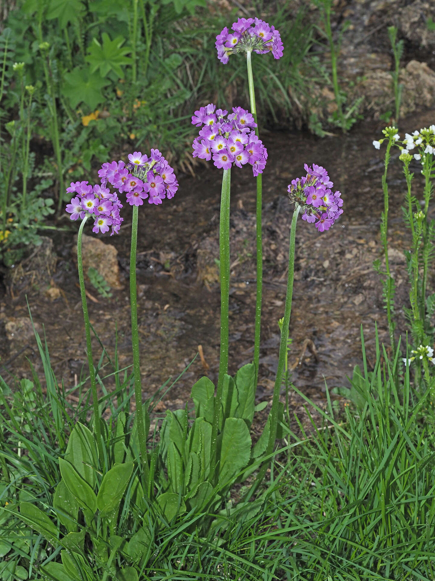 Imagem de Primula auriculata Lam.