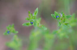 Image of spring speedwell