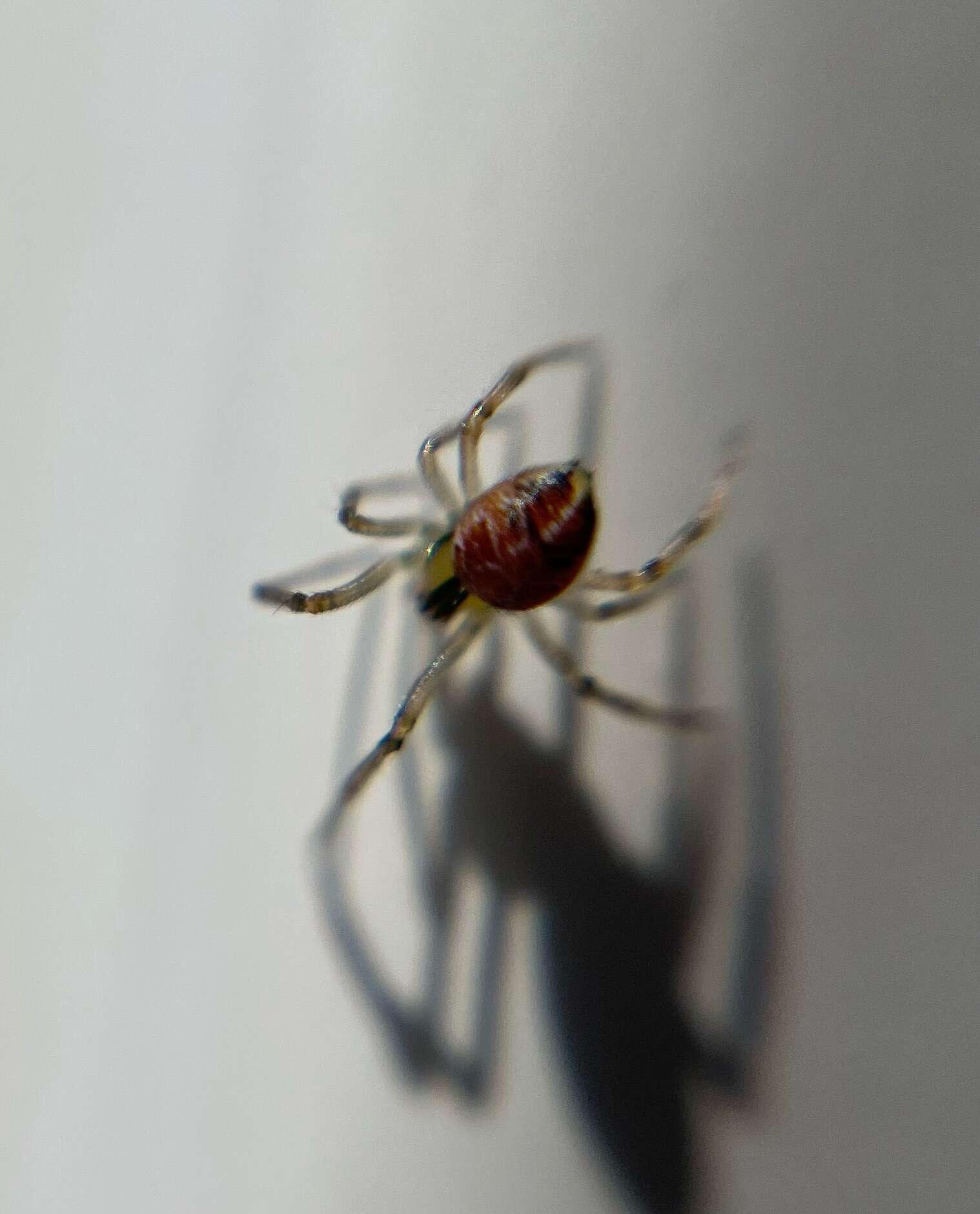 Image of Forest Cobweb Weaver