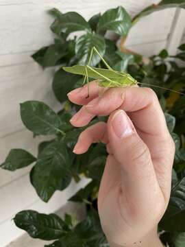 Image of Texas Bush Katydid