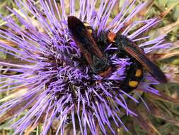 Image of Megascolia bidens (Linnaeus 1767)