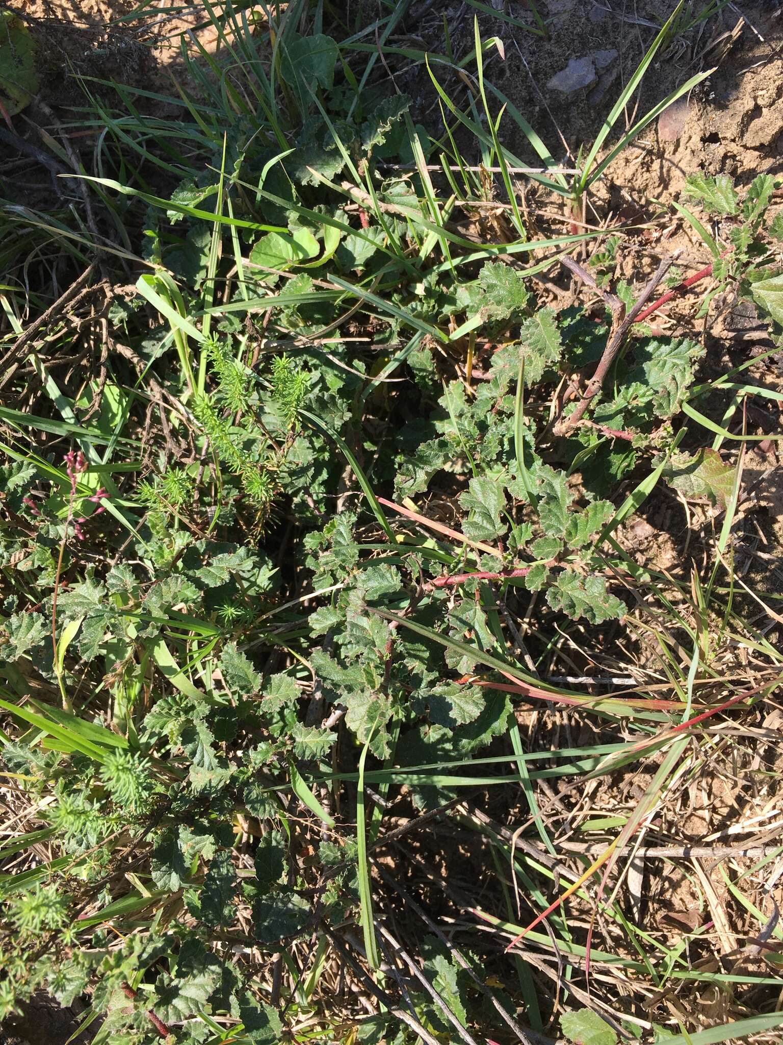 Image of Hermannia althaeoides Hort. ex Link