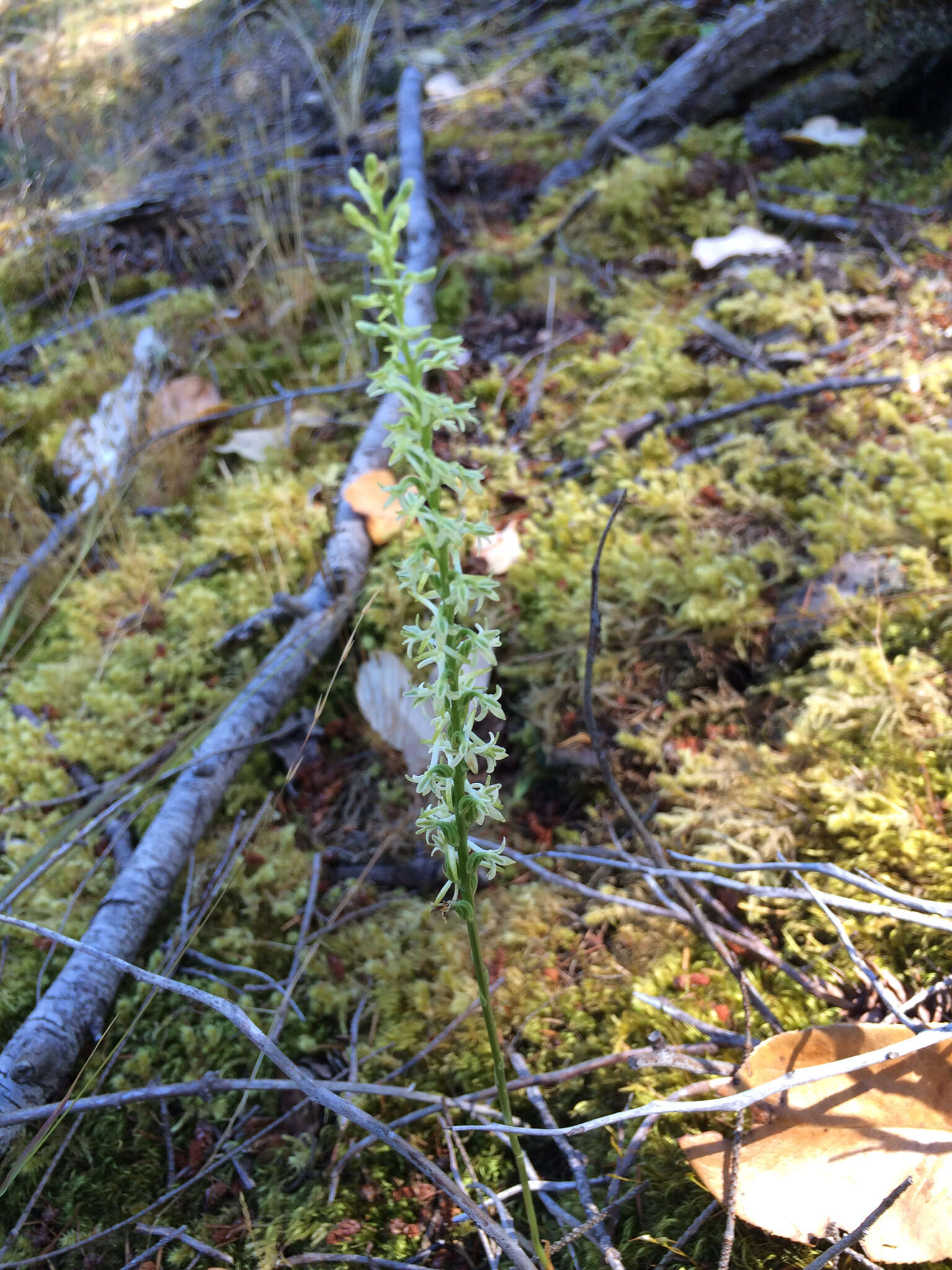 Image of Royal rein orchid