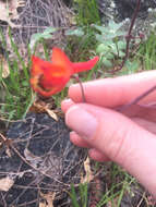 Image of red larkspur