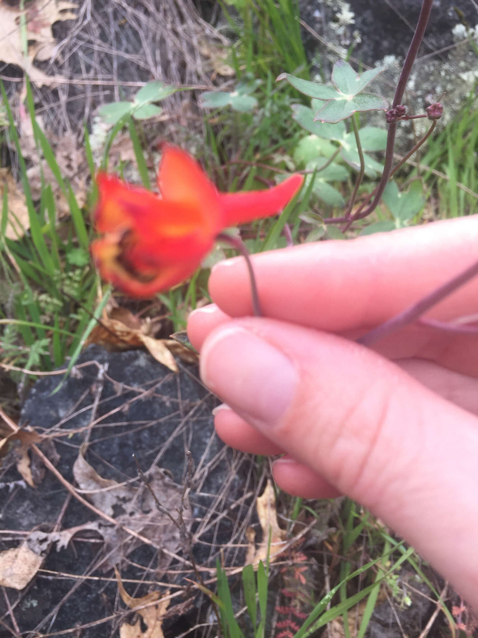 Image of red larkspur