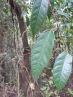 Image of Ficus sarmentosa var. nipponica (Franch. & Savatier) Corner