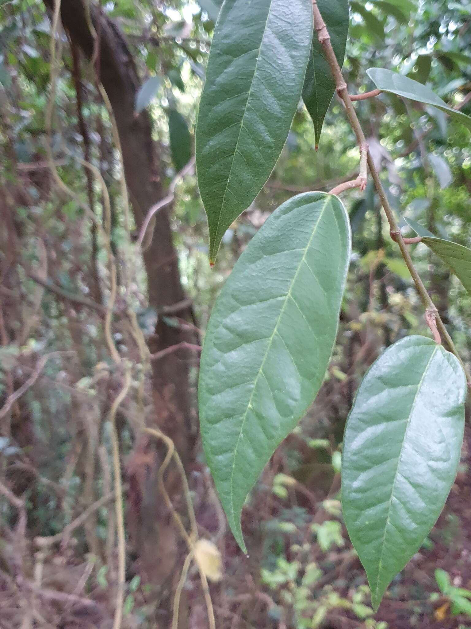 Image of Ficus sarmentosa var. nipponica (Franch. & Savatier) Corner