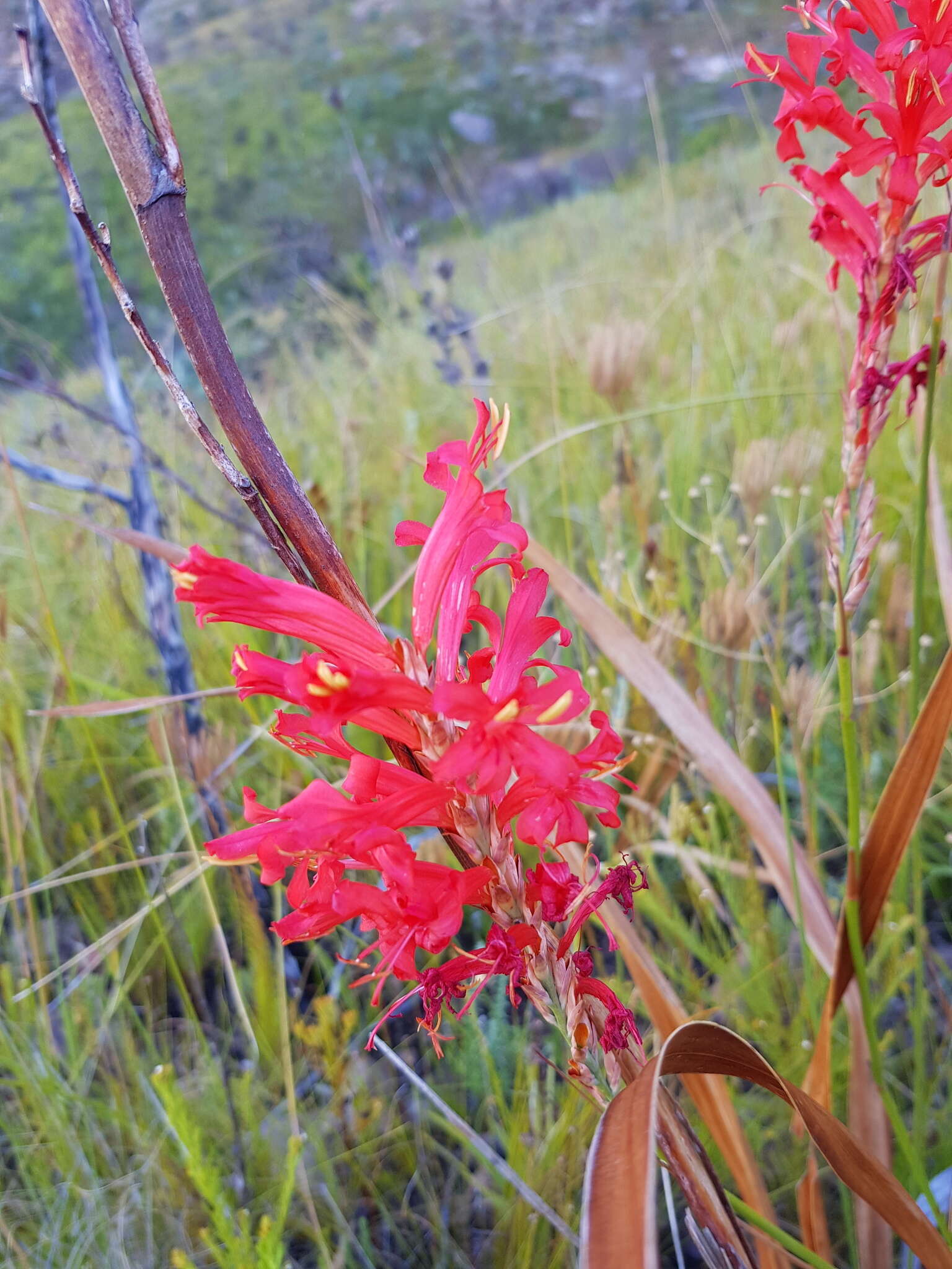 Слика од Tritoniopsis triticea (Burm. fil.) Goldblatt