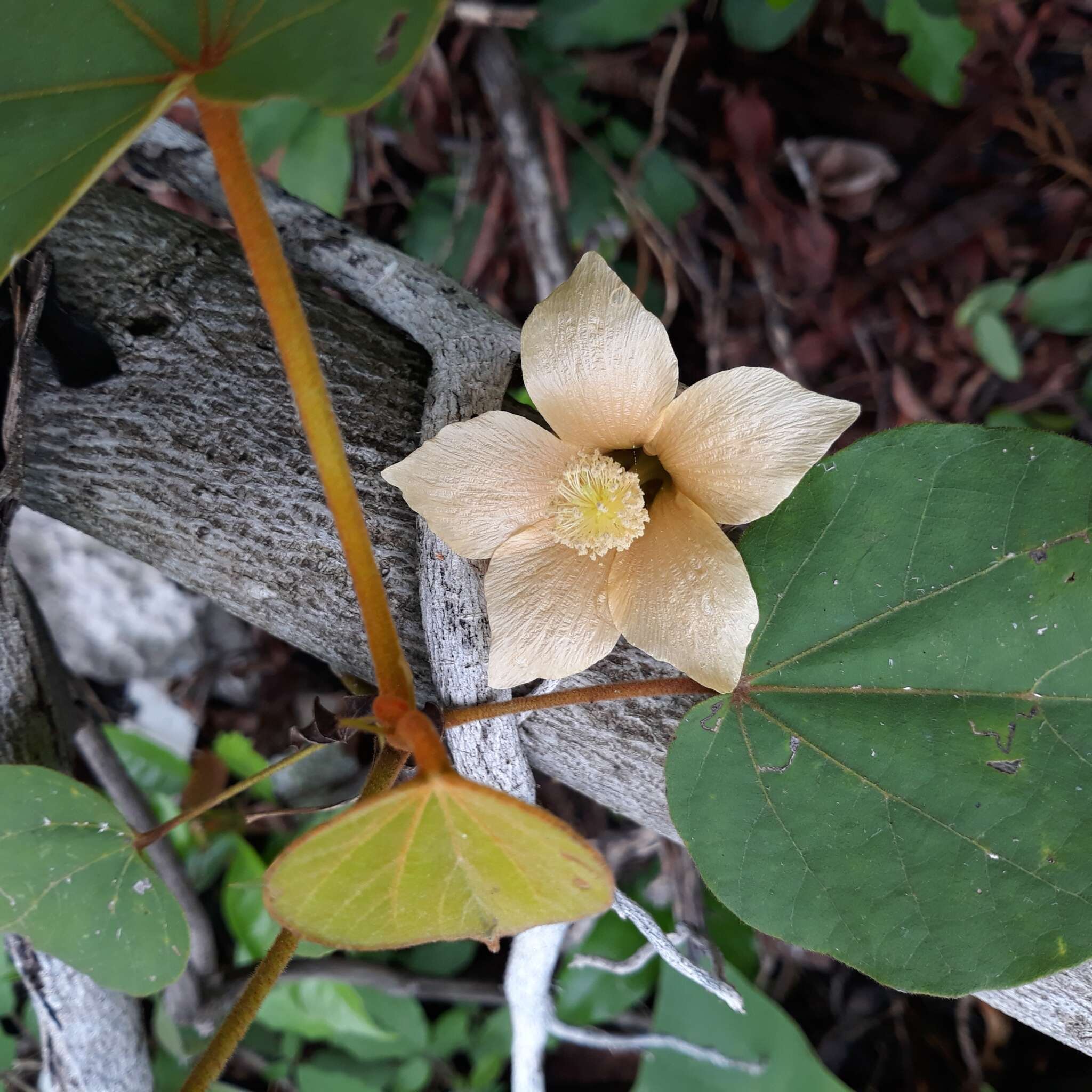 Image of Bakeridesia yucatana (Standl.) D. M. Bates