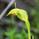 Image of Pterostylis ingens (Rupp) D. L. Jones