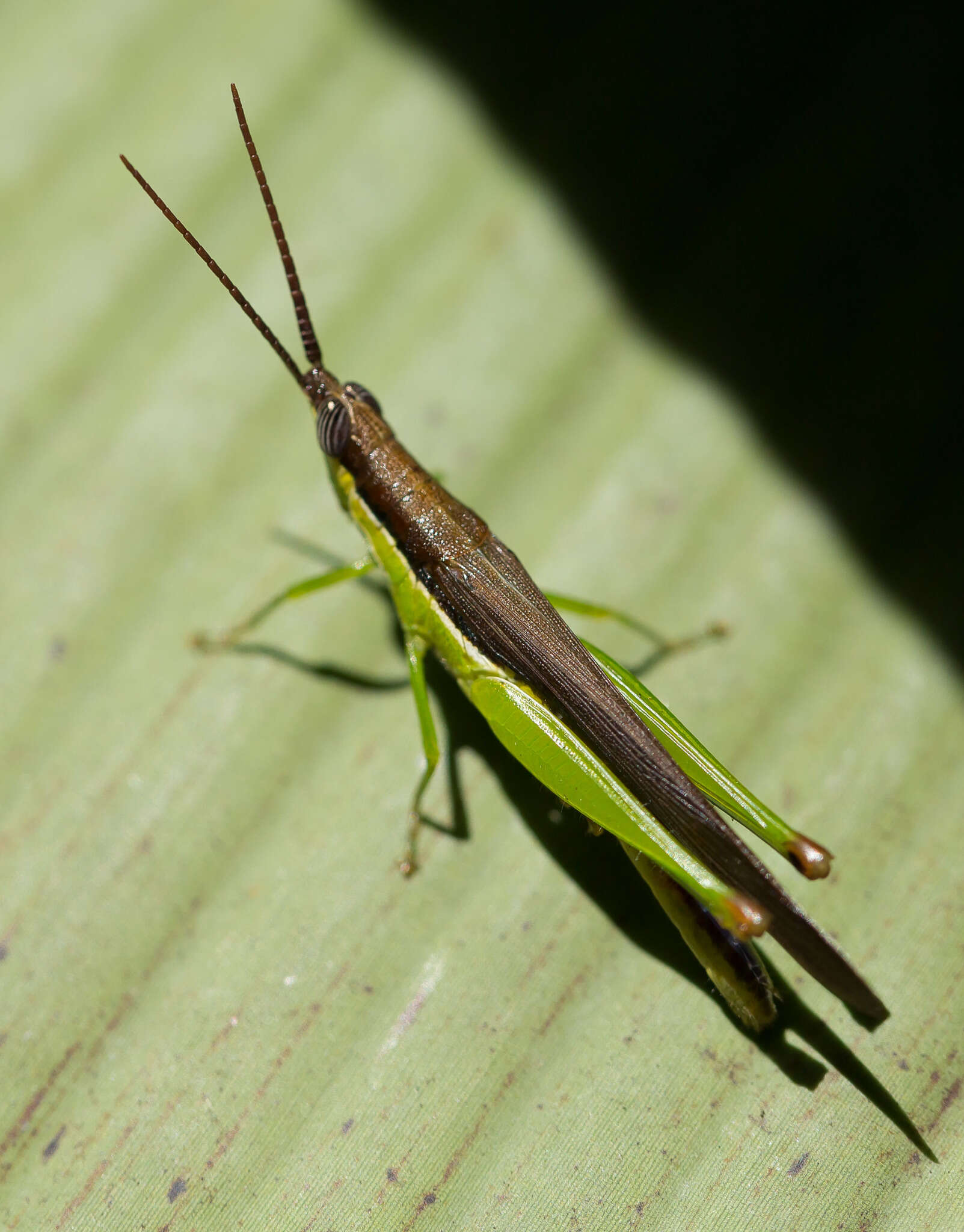 Image of Stenopola dorsalis (Thunberg 1827)