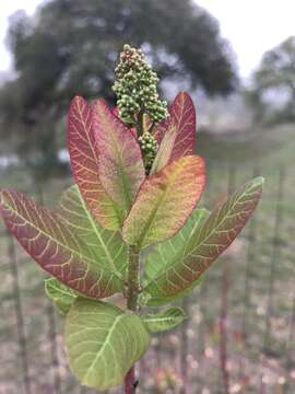 Imagem de Cotinus obovatus Raf.