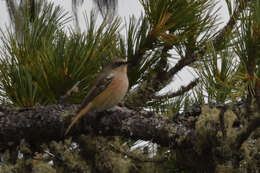 Image of Eversmann's Redstart