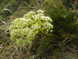 Image of Aciphylla multisecta Cheeseman