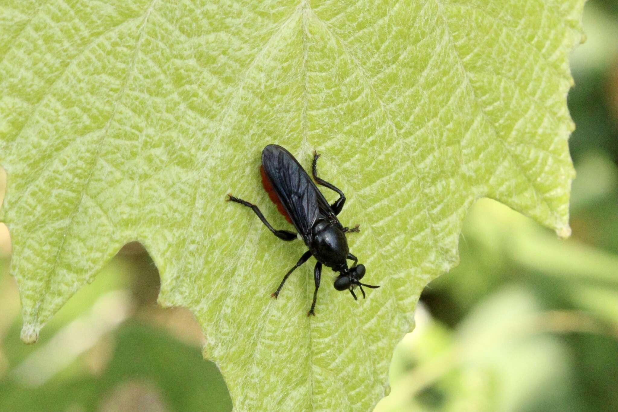 Image of Lampria bicolor (Wiedemann 1828)